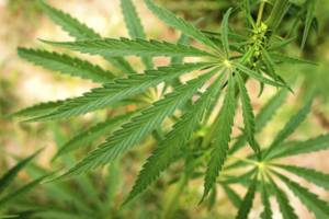 Industrial Hemp Research Projects
