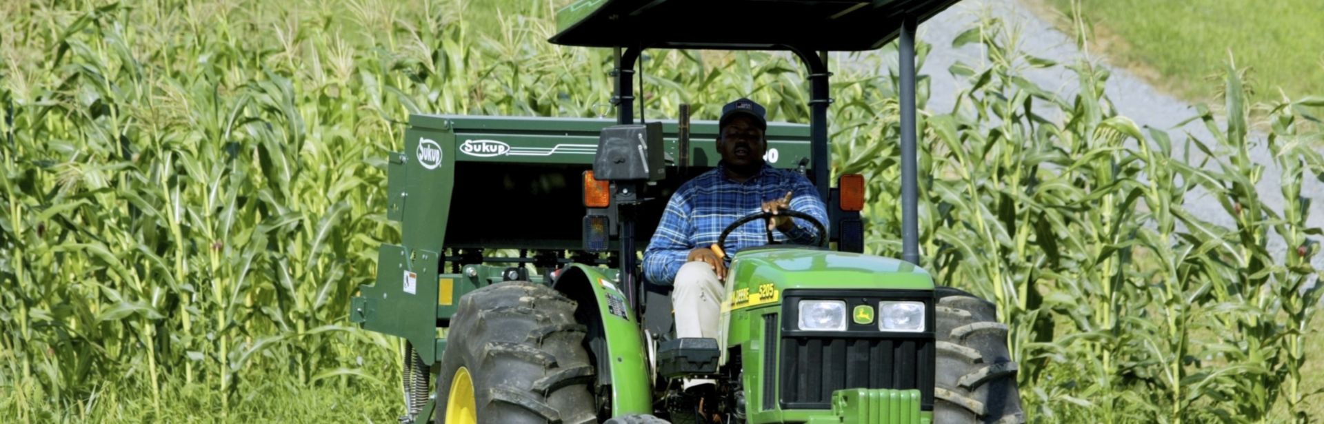 Man riding a tractor in a corn field