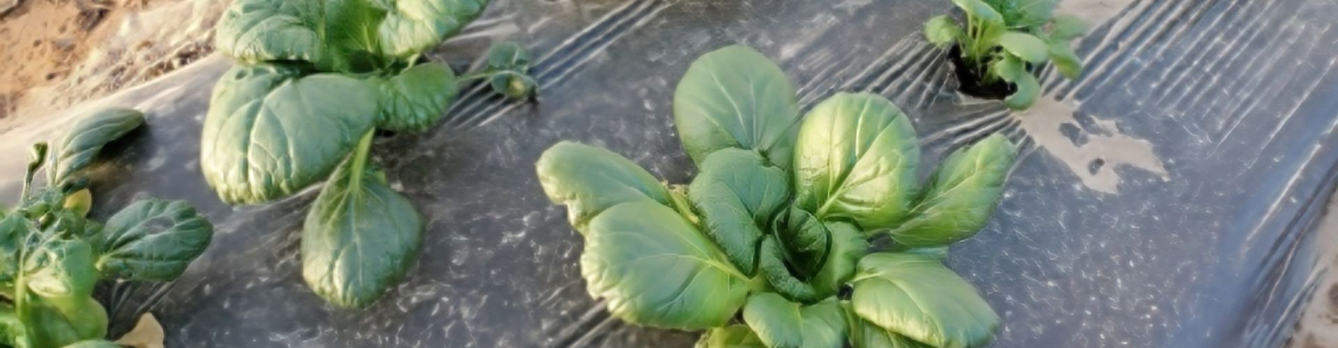 A Row of Lettice growing in a field