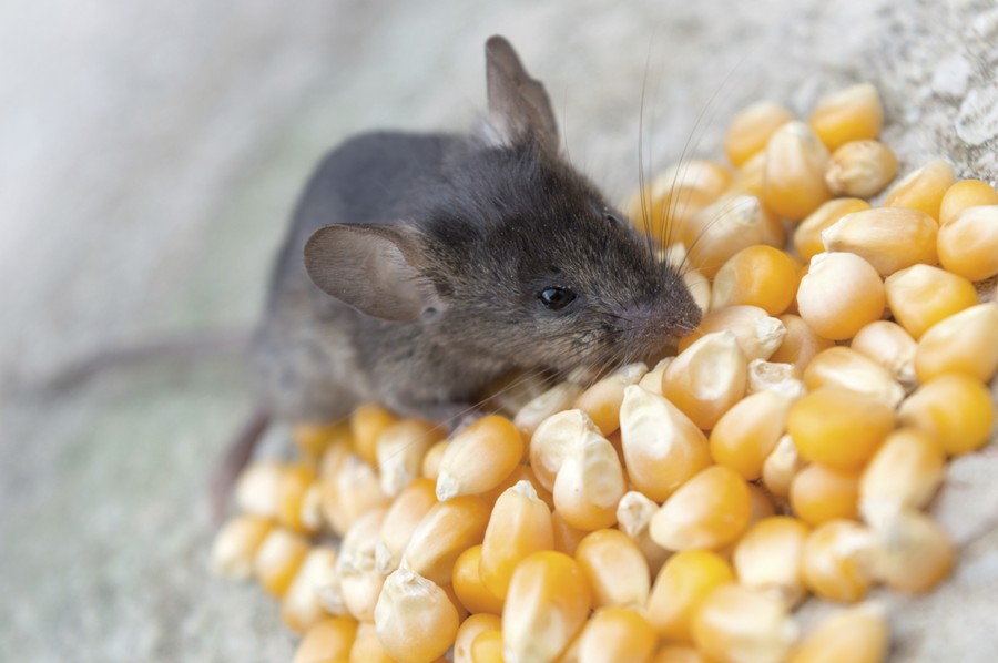 A mouse crawling over kernels of corn
