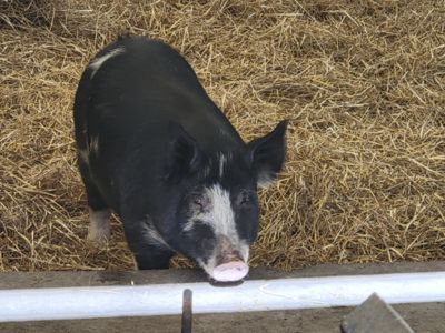 a pig standing in it's pen