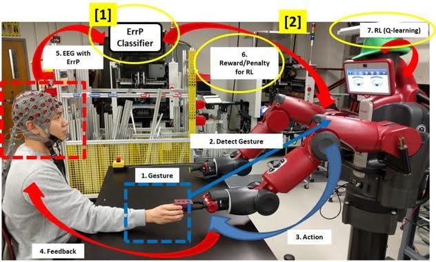 Gemini said A photographic illustration with an overlaid system diagram, titled 'Human Neural Feedback-based Interactive Reinforcement Learning,' details a method for training a robot with implicit human feedback. A person wearing an electroencephalogram (EEG) cap, identified by electrode locations (highlighted in the red box labeled 'EEG/ErrP→Reward/Penalty'), is shown making a physical hand gesture towards a dual-arm Baxter research robot. The workflow is split into a physical interaction loop (blue arrows) and a feedback/learning loop (red arrows). The physical loop includes: [1] Gesture (human motion), [2] Detect Gesture (camera observation by robot), [3] Action (robot positions a cup behind others), and [4] Feedback (human visually observes action outcome). The learning loop begins when the human's observation (Step 4) creates an Error-Related Potential (ErrP) brain state, labeled [5] 'EEG with ErrP' (with a red negative peak on a neural graph labeled 'Negative Reward Signal (e.g., ErrP)'). This signal is processed by a yellow-highlighted 'ErrP Classifier' [Step 1] (computer screen showing classification boundary) to create a scalar reward signal. Step [2] shows this signal (Reward/Penalty) sent from the classifier to the robot. Step [7] details the robot's 'RL (Q-learning)' module, where a Q-value is updated according to the formula: Q  t+1 ​  (s  t ​  ,a  t ​  )=Q  t ​  (s  t ​  ,a  t ​  )+αErrP. This updated Q-value (Step 6) informs future robot action-selection. The overall process is described by the yellow text box as a 'Reinforcement Learning (RL) process using human internal (e.g., neural) reward,' where the human internal state serves as a direct input to shape the robot's learning policy. The final result is the robot adapting its action (as shown in Step 3) based on implicit neural instructions.