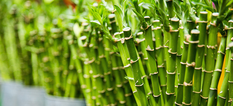Bamboo stalks