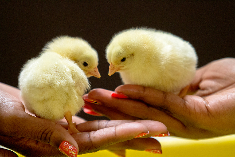 two male students hold and check a chicken