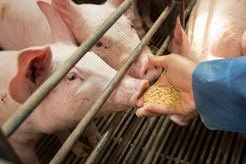 Swine hogs being fed